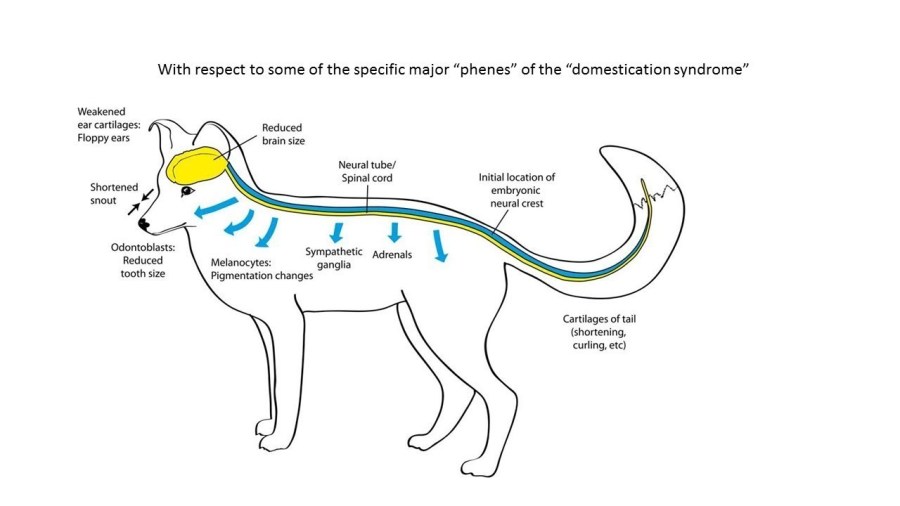 domestication syndrome