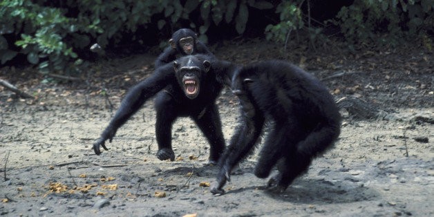 violent chimps